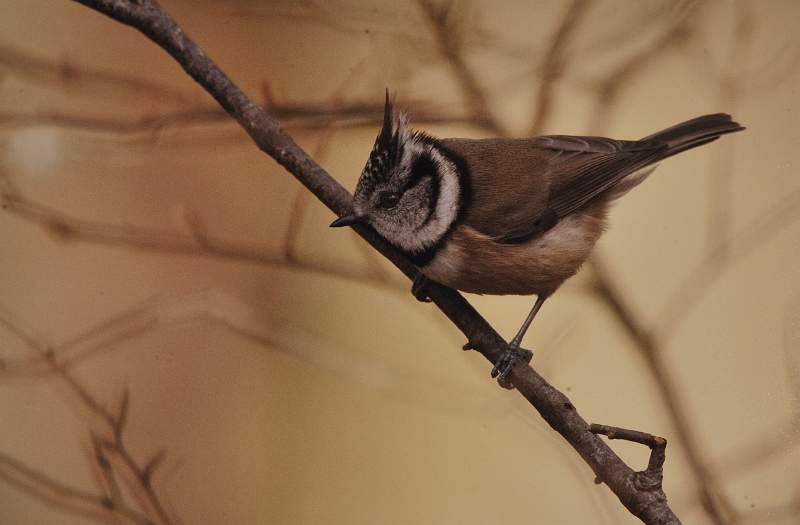 Matthew Clarke - Crested Tit.jpg
